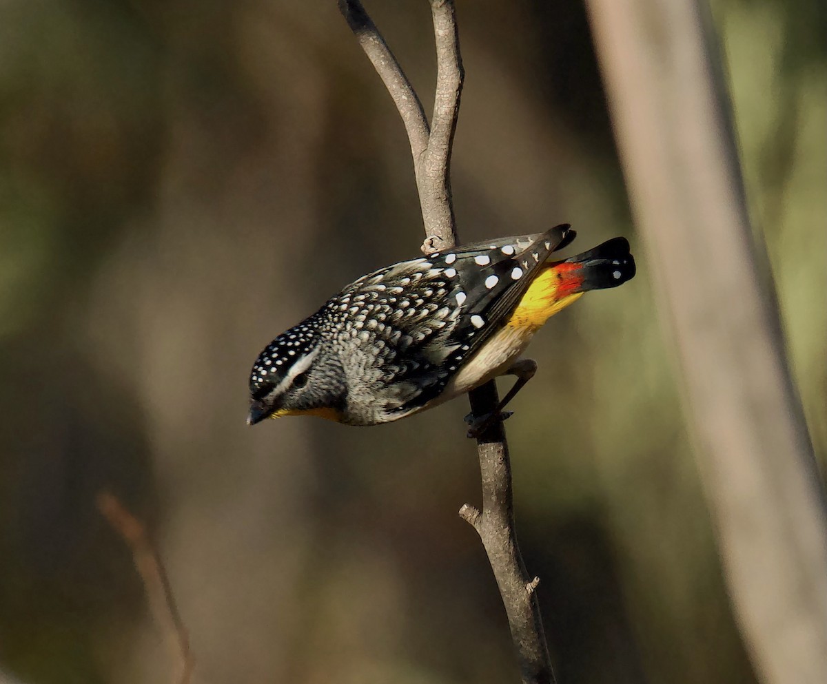 Fleckenpanthervogel - ML620699037