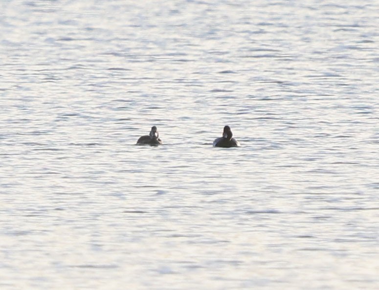 Ring-necked Duck - ML620699038