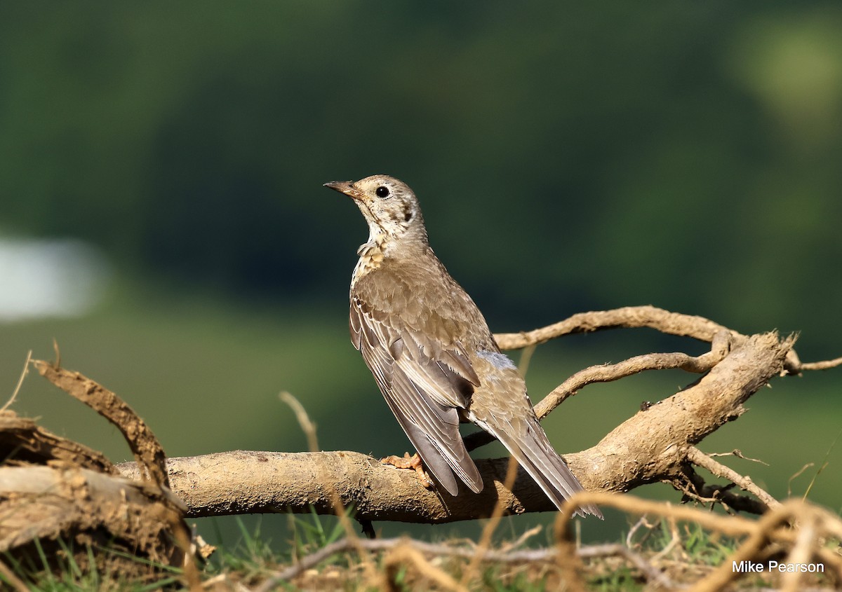 Mistle Thrush - ML620699039