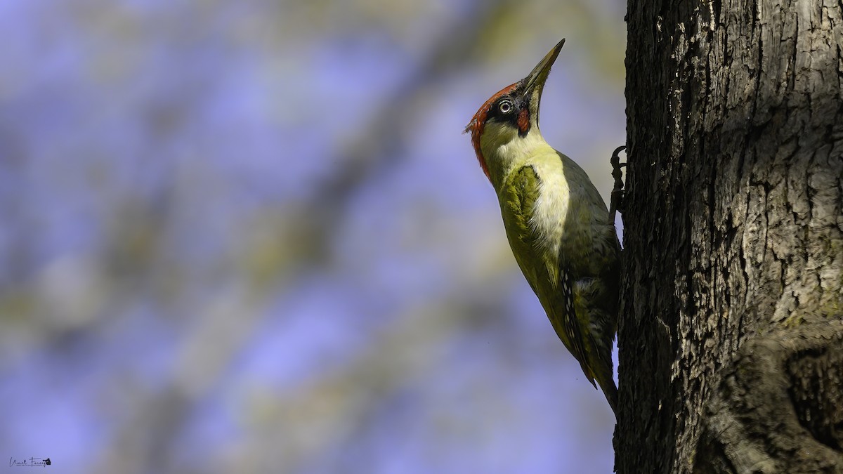 Eurasian Green Woodpecker (Eurasian) - ML620699040