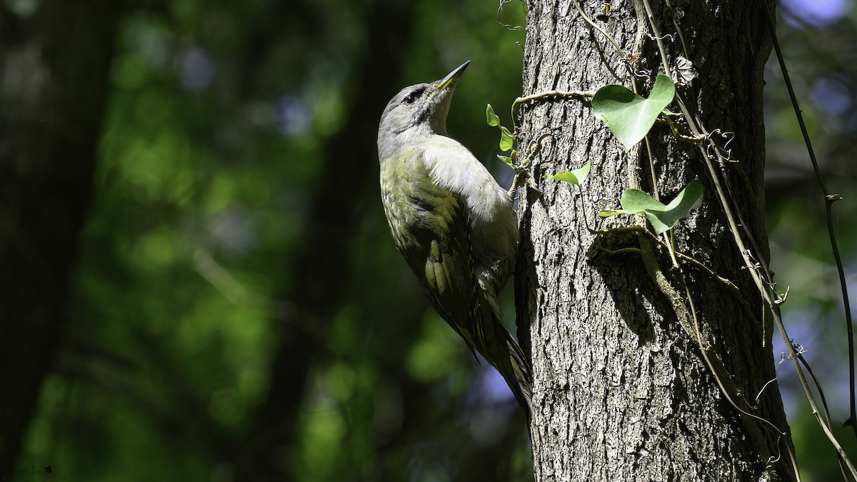 Gray-headed Woodpecker - ML620699043