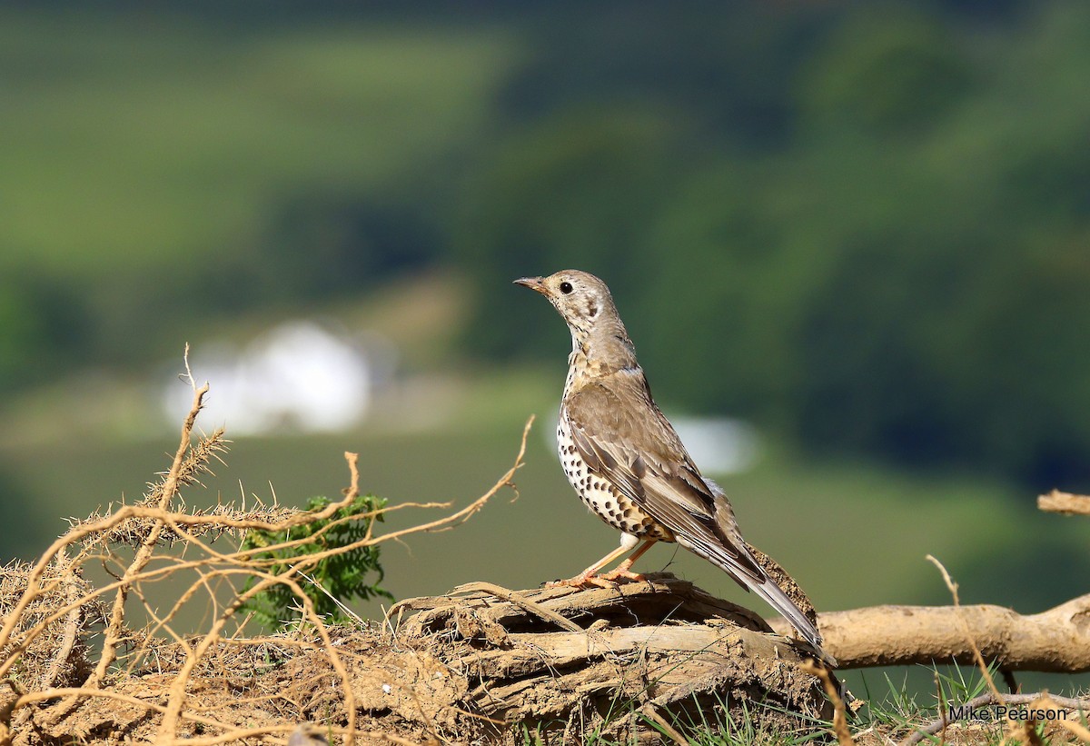 Mistle Thrush - ML620699044