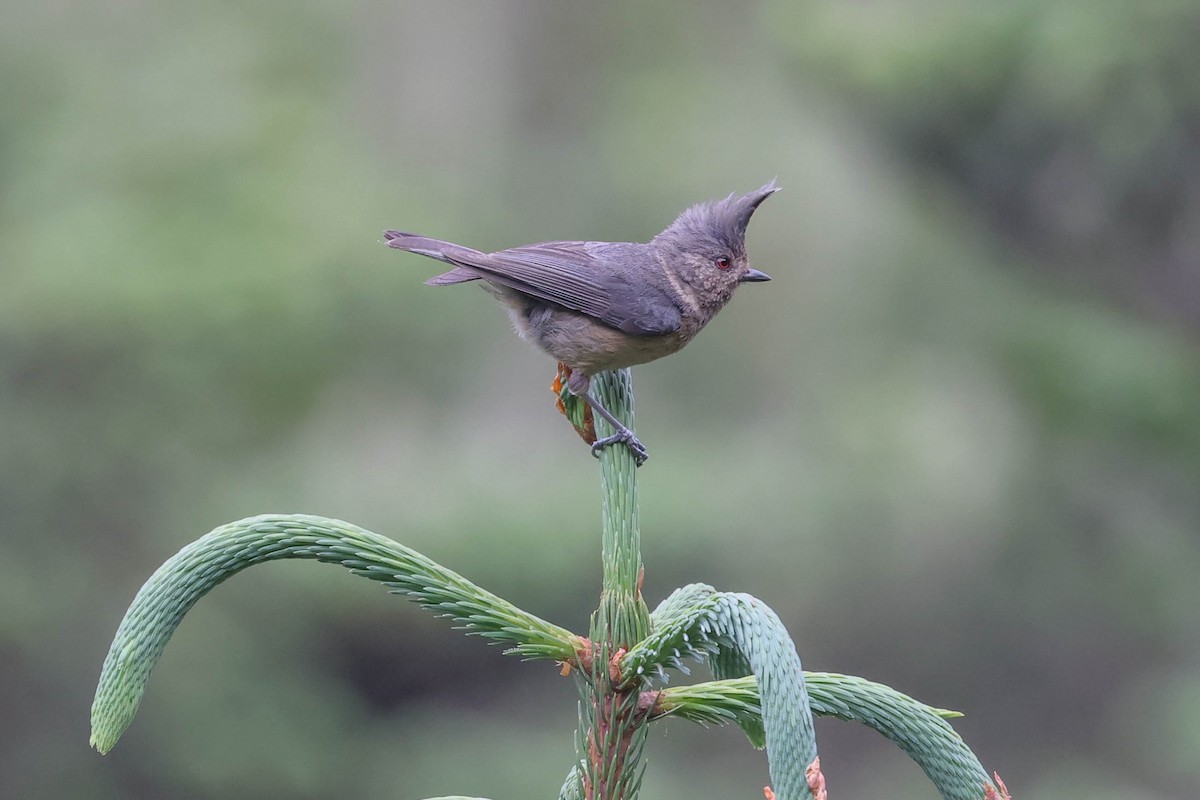 Gray-crested Tit - ML620699046