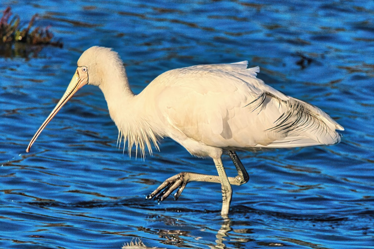 Yellow-billed Spoonbill - ML620699047