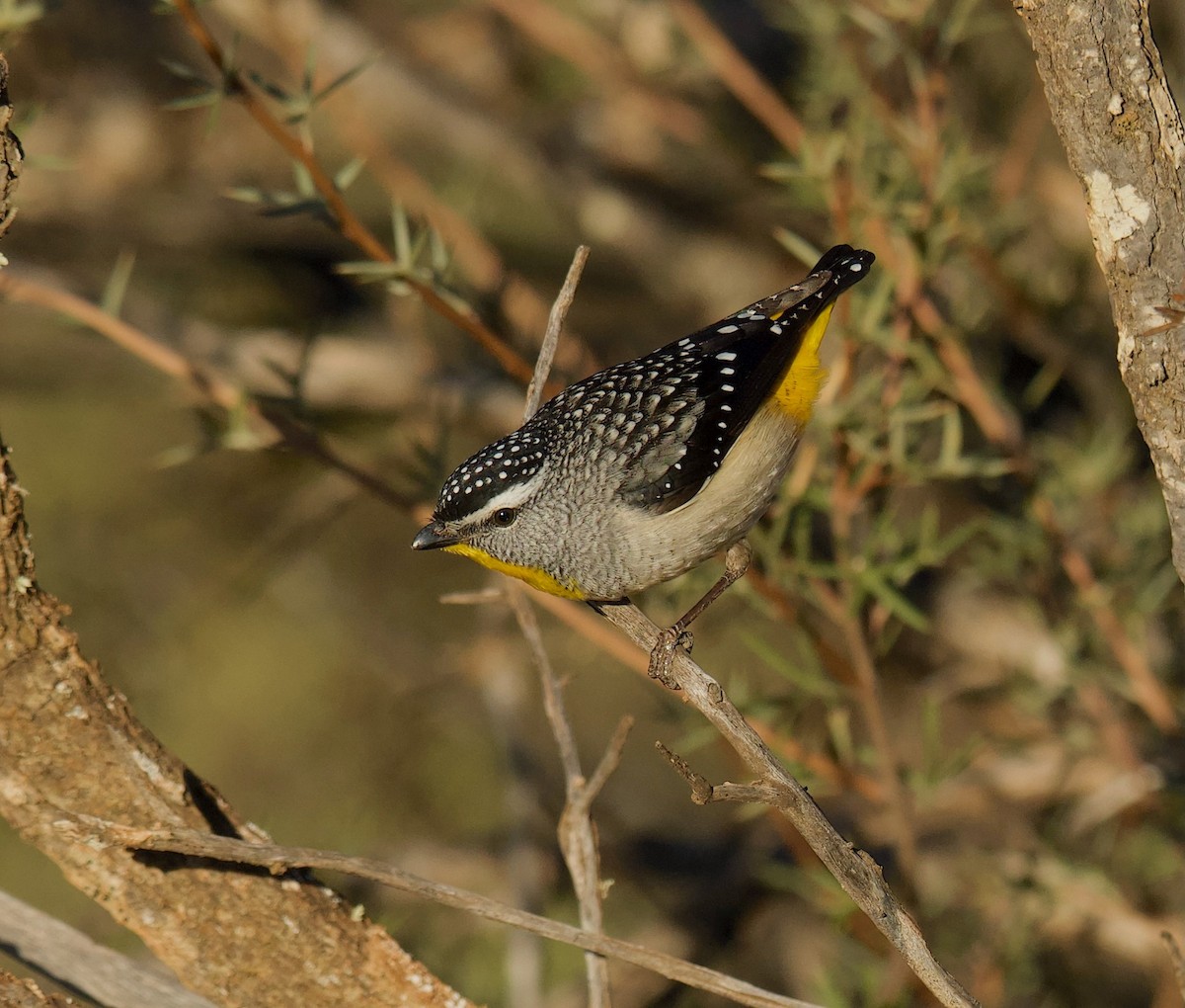 Fleckenpanthervogel - ML620699048