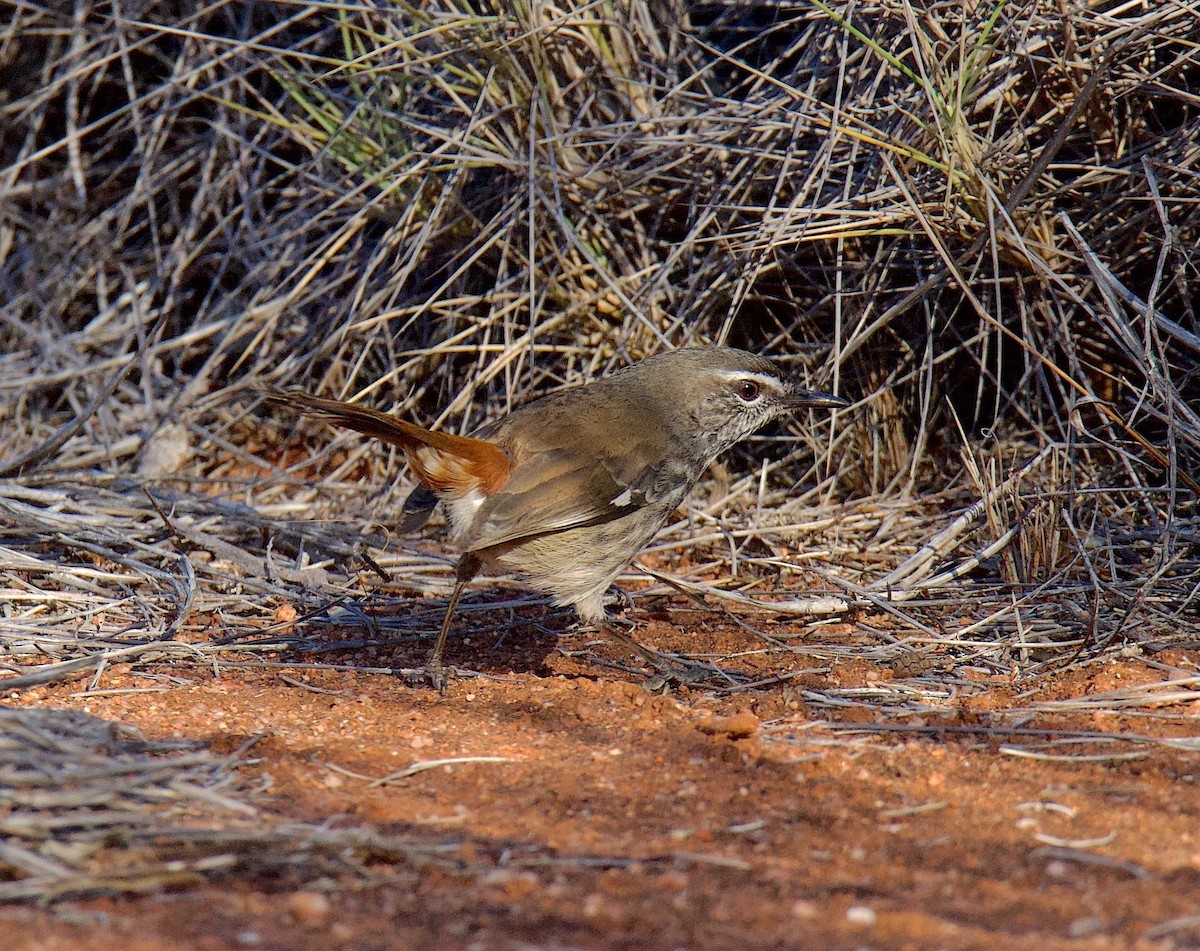 Shy Heathwren - ML620699050