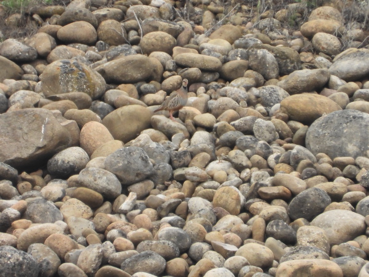 Red-legged Partridge - ML620699054