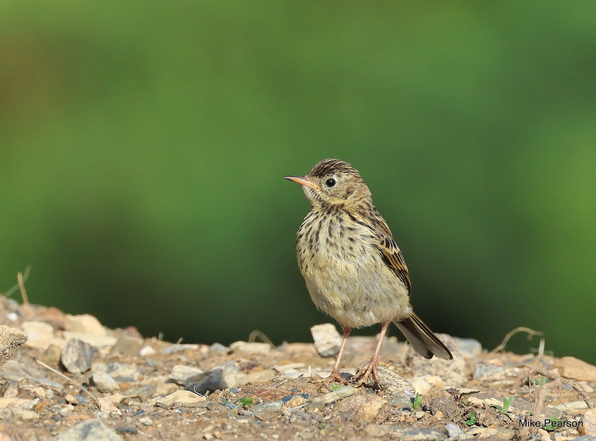 Meadow Pipit - Mike Pearson