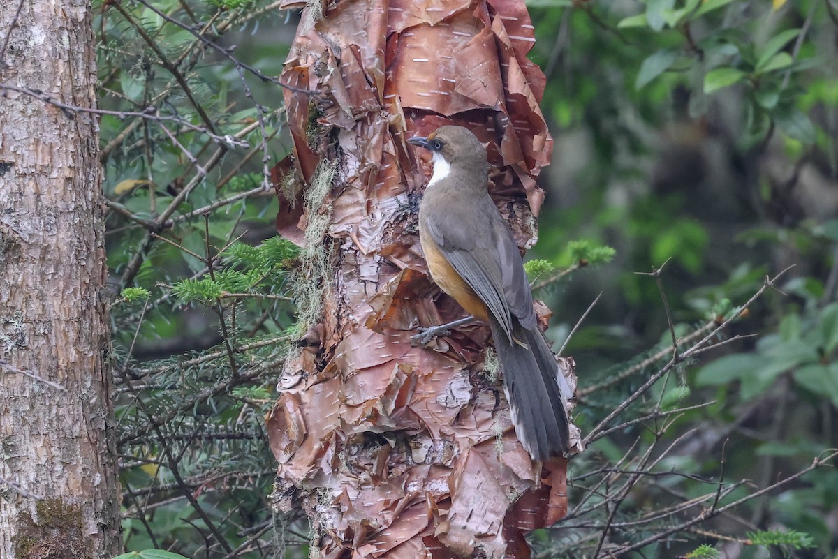 White-throated Laughingthrush - ML620699064