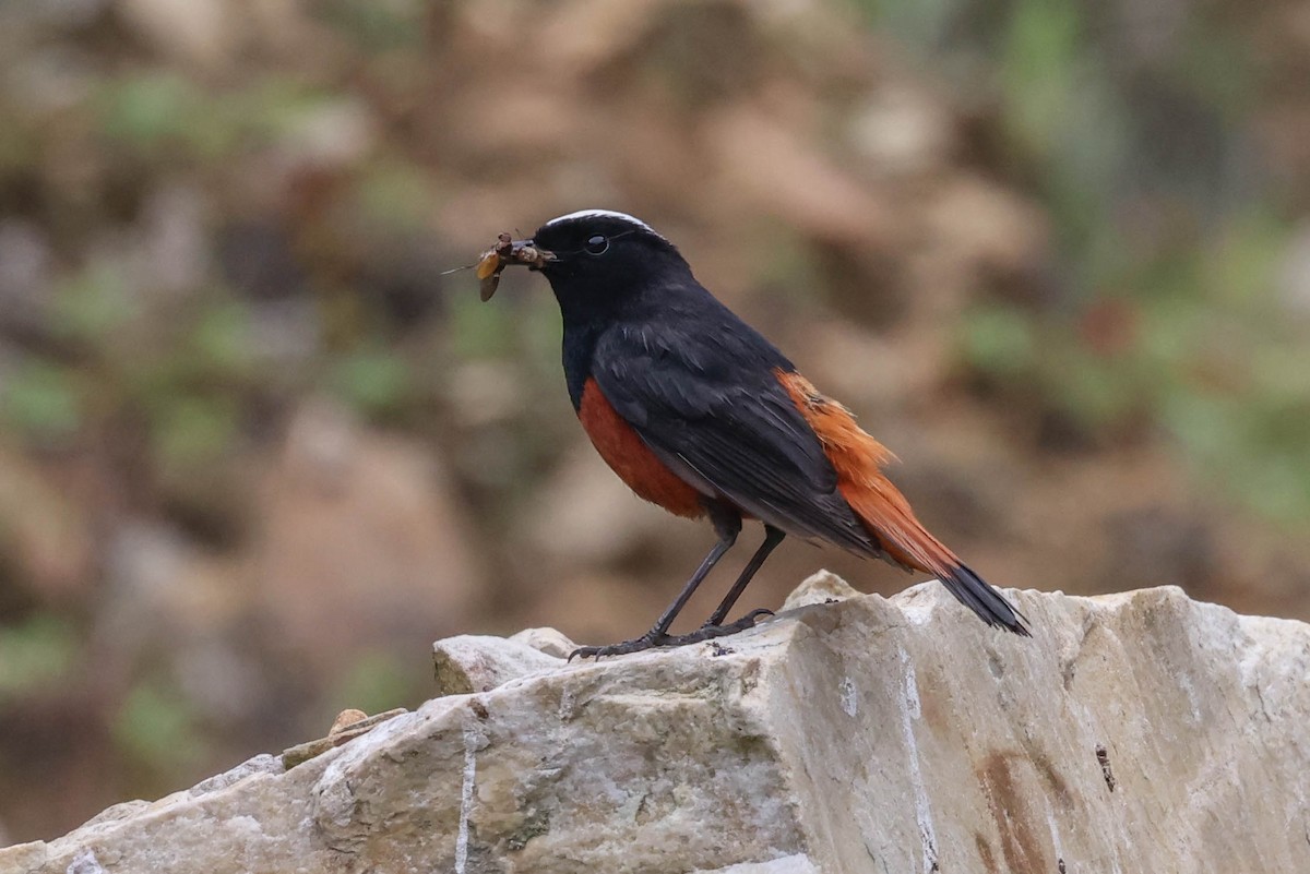 White-capped Redstart - ML620699065