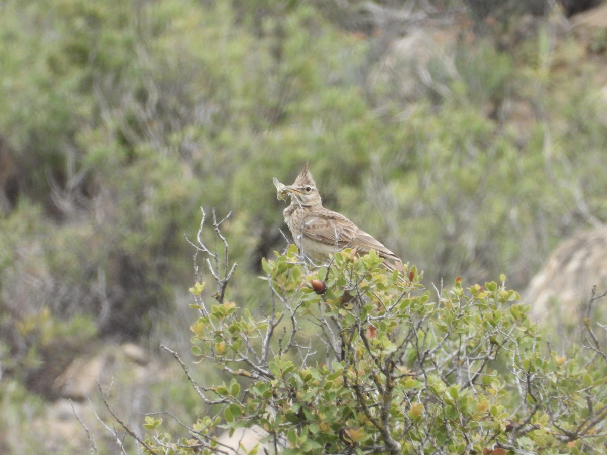 Crested Lark - ML620699067