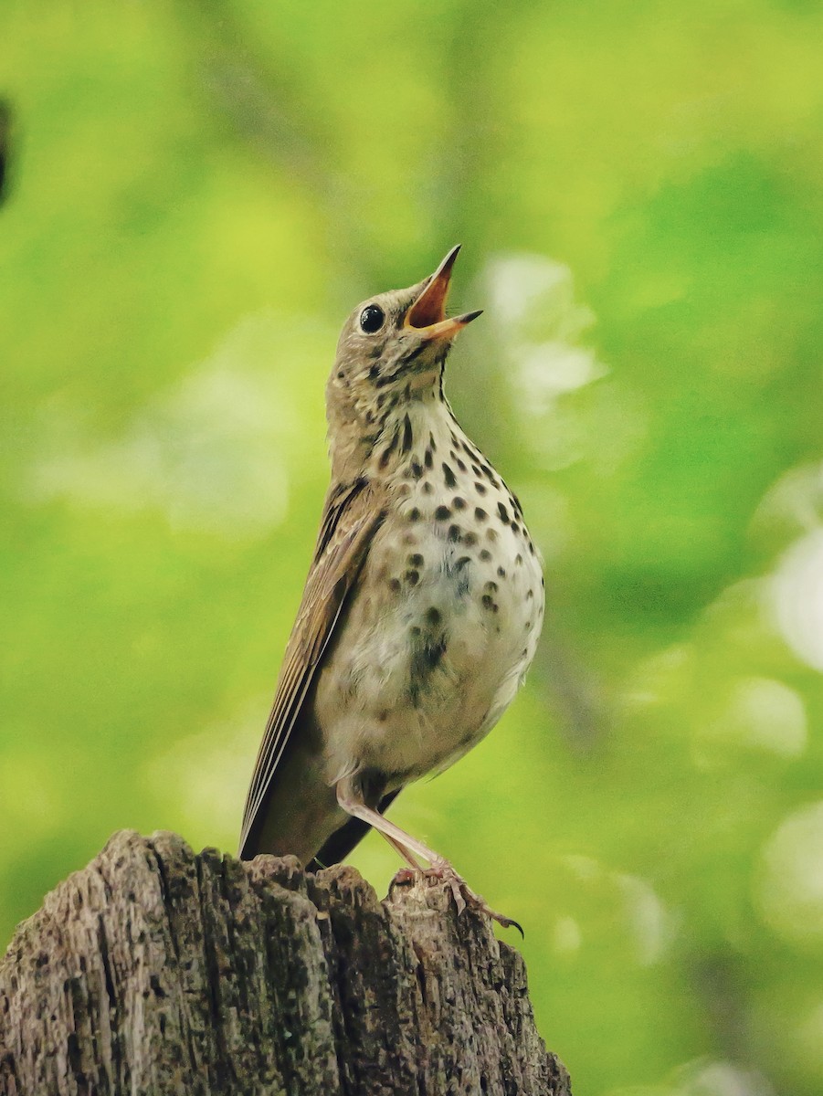 Hermit Thrush - ML620699068