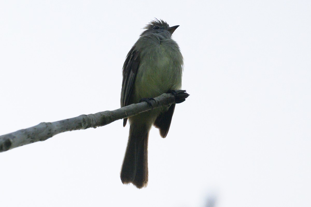 Yellow-bellied Elaenia - ML620699071