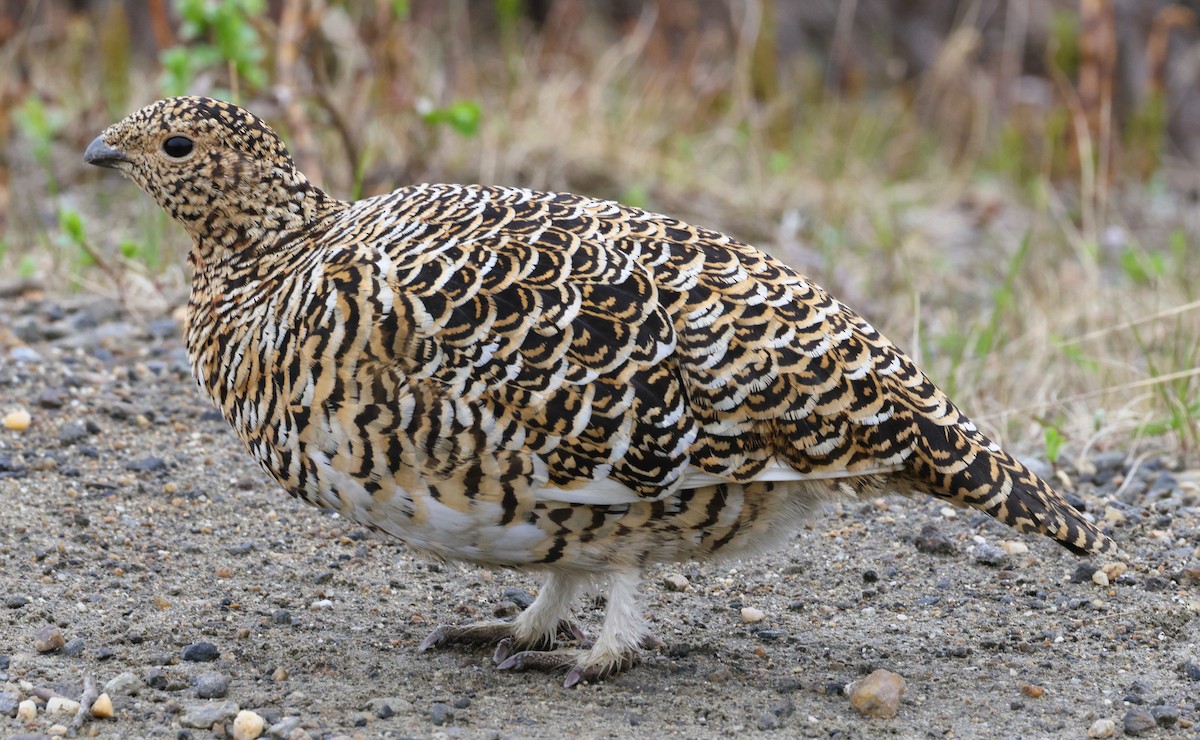 Willow Ptarmigan - Anne Ruben