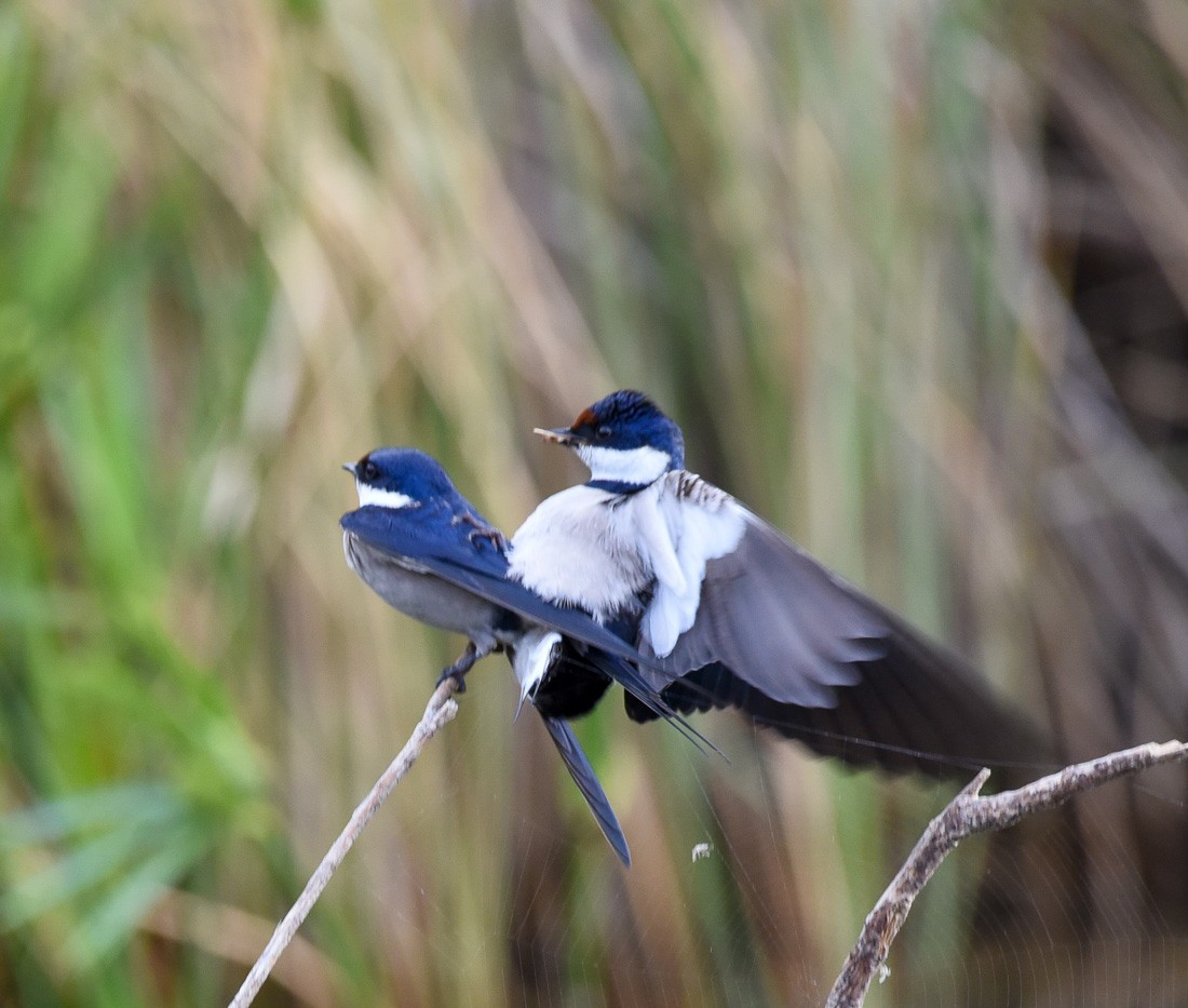 White-throated Swallow - ML620699073