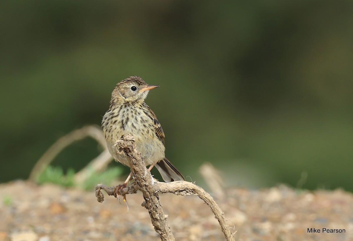 Meadow Pipit - ML620699074