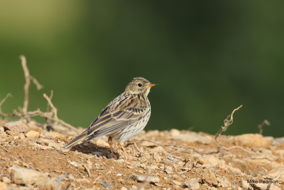 Meadow Pipit - Mike Pearson