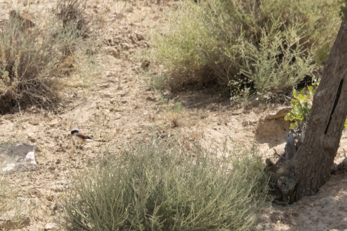 Bay-backed Shrike - ML620699076