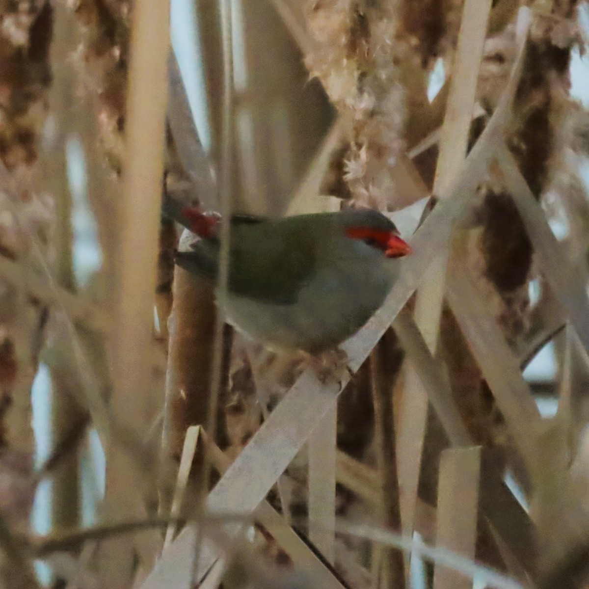 Red-browed Firetail - Sarah Chaplin