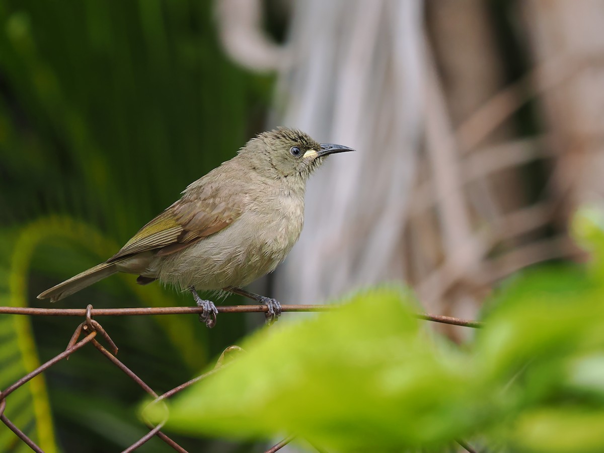 White-gaped Honeyeater - ML620699079