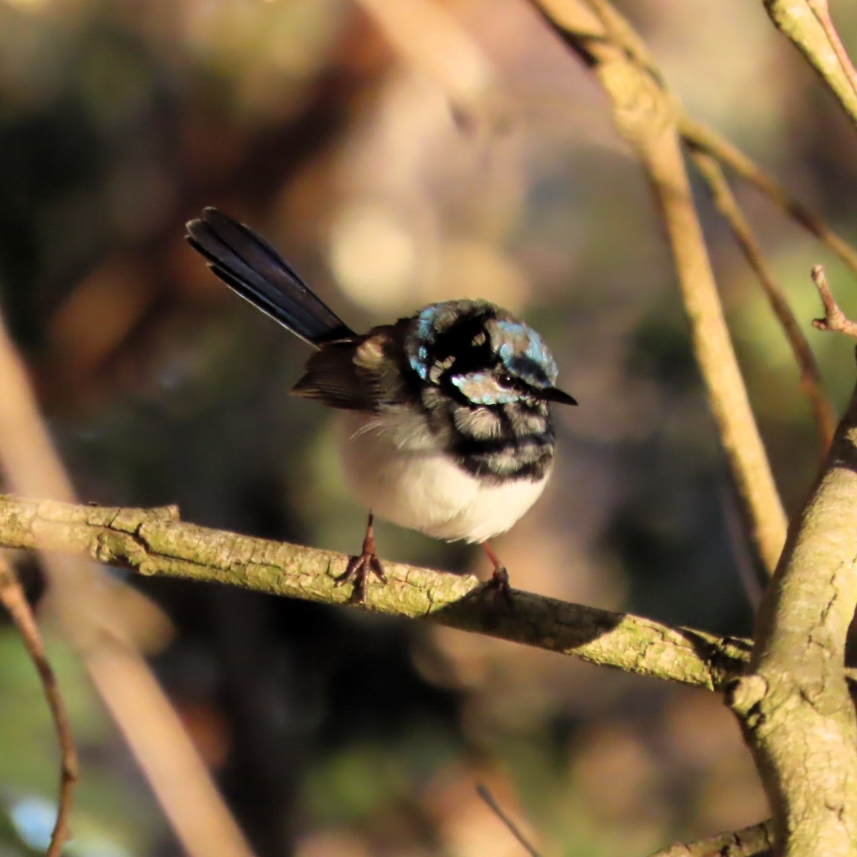 Superb Fairywren - ML620699080