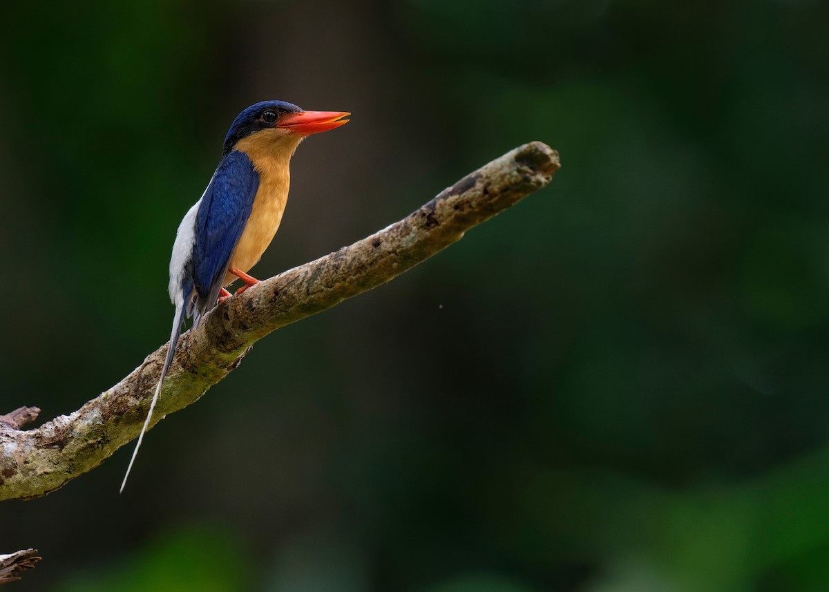 Buff-breasted Paradise-Kingfisher - ML620699081