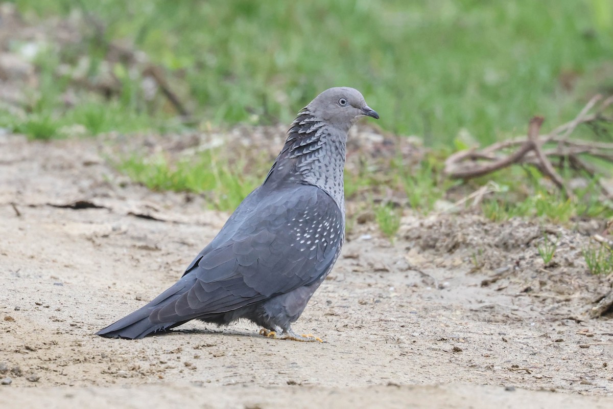 Speckled Wood-Pigeon - ML620699082