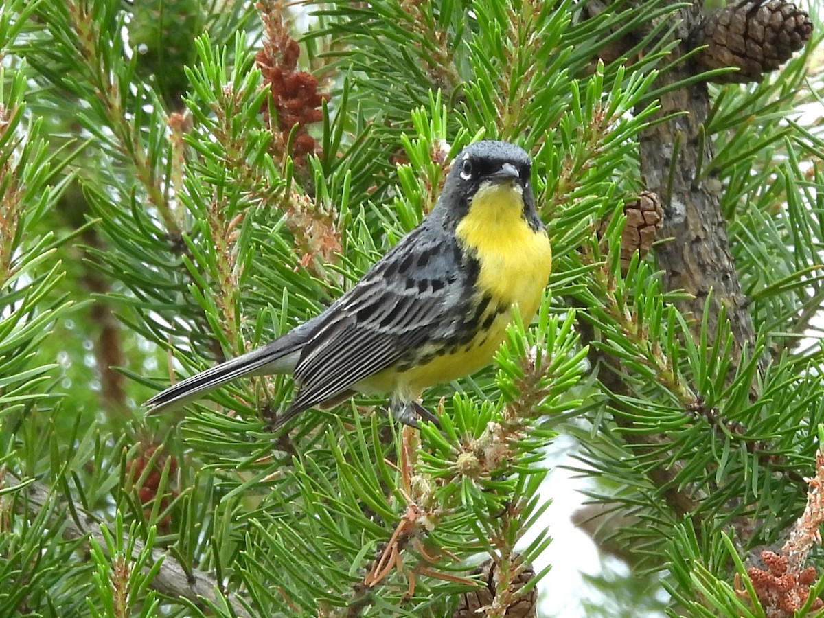 Kirtland's Warbler - ML620699083