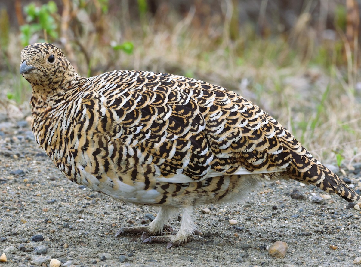 Willow Ptarmigan - ML620699084