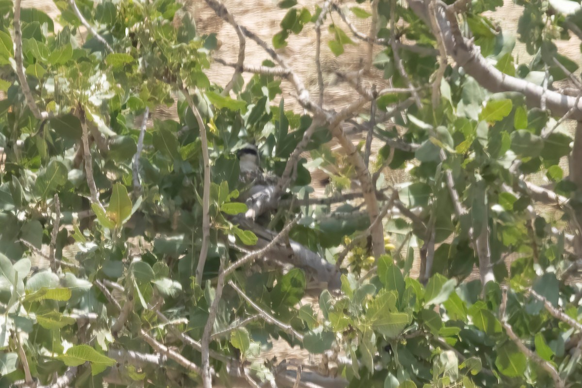 Bay-backed Shrike - ML620699085