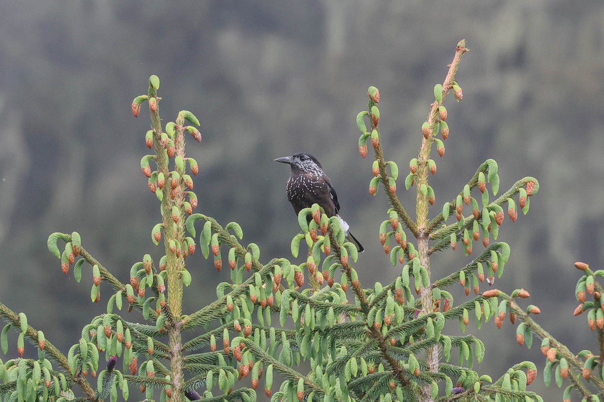 Eurasian Nutcracker - ML620699087