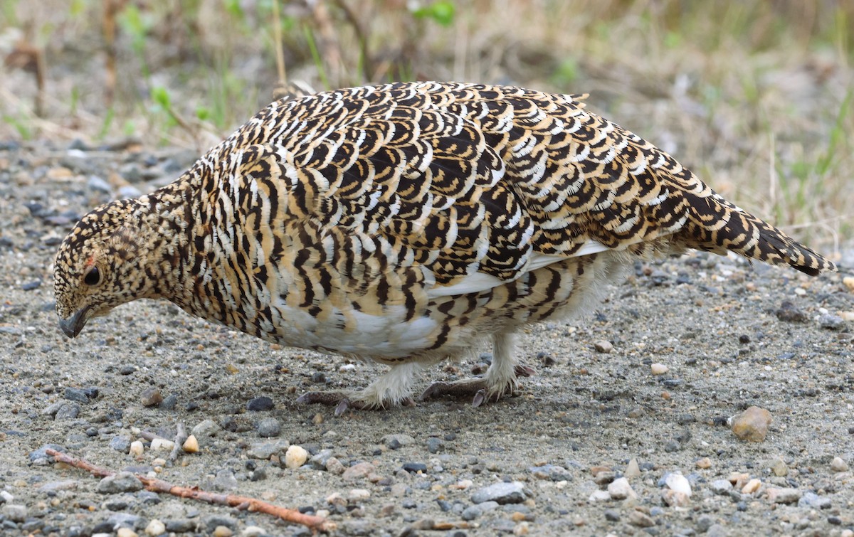 Willow Ptarmigan - ML620699088