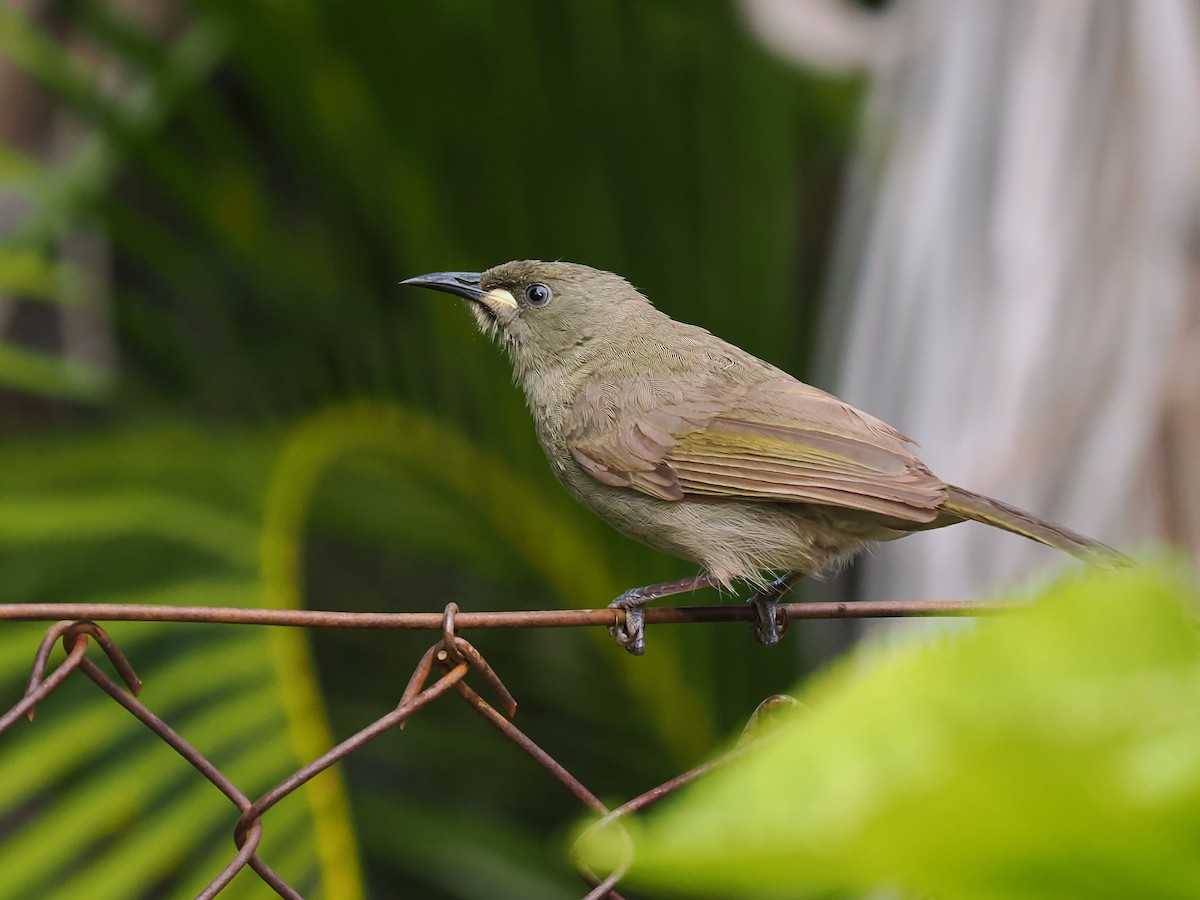 White-gaped Honeyeater - ML620699089