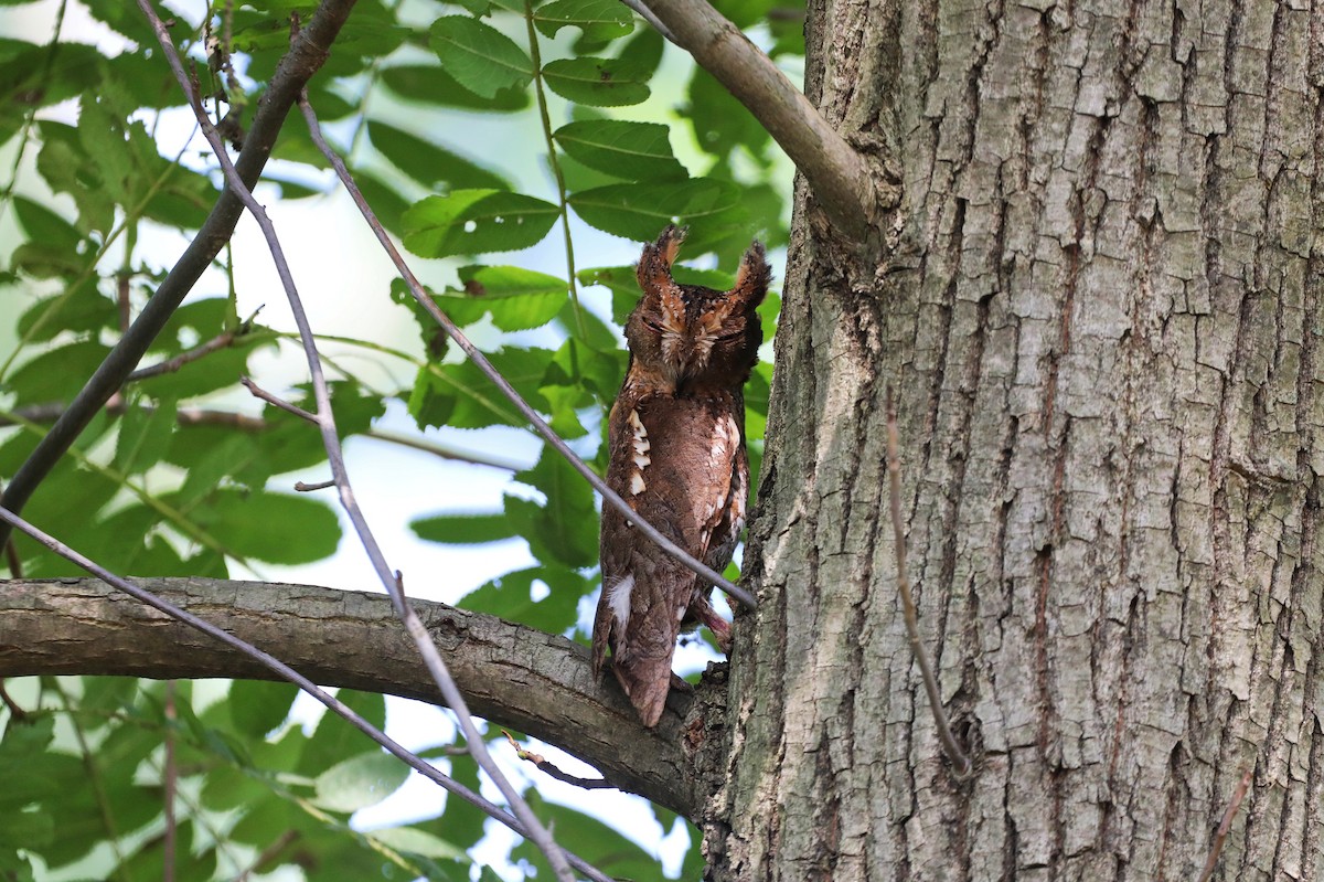 Oriental Scops-Owl - ML620699091