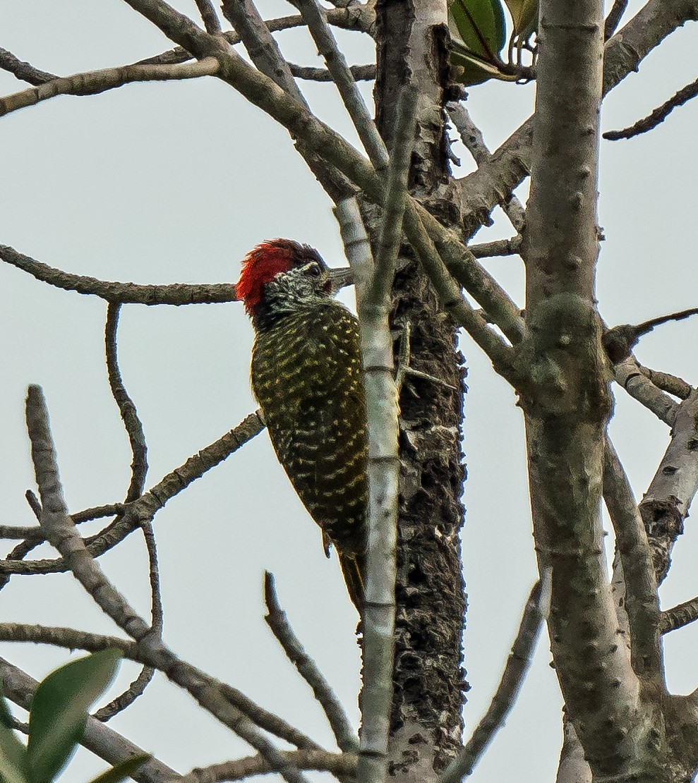 African Gray Woodpecker - ML620699099