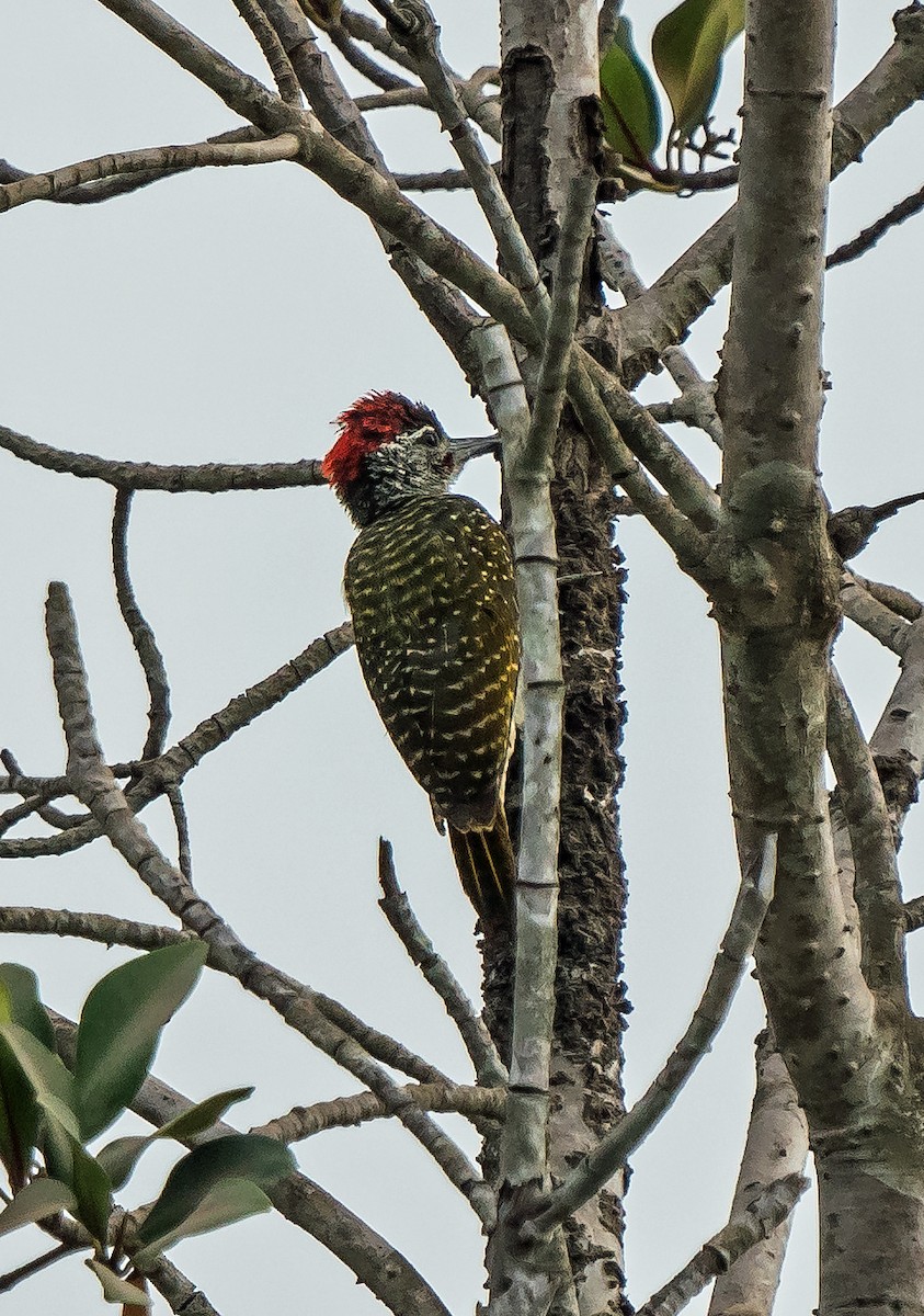 African Gray Woodpecker - ML620699100