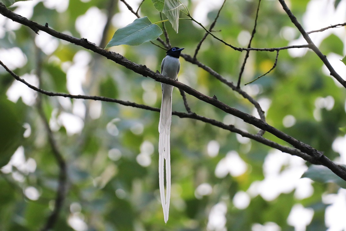 Amur Paradise-Flycatcher - ML620699104