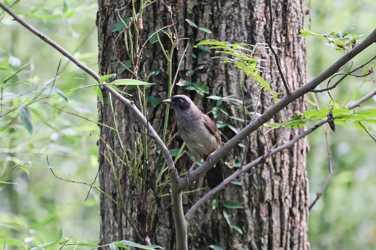 Masked Laughingthrush - ML620699111