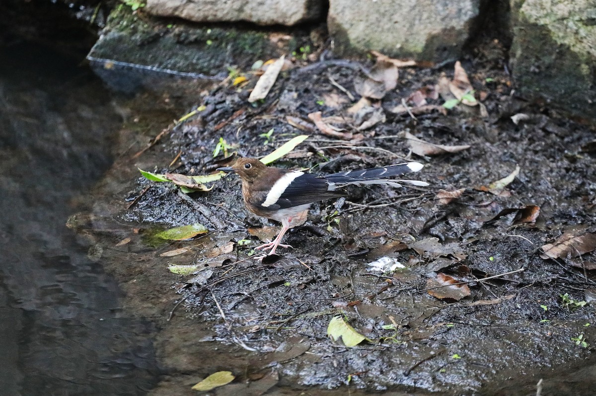 White-crowned Forktail - ML620699113