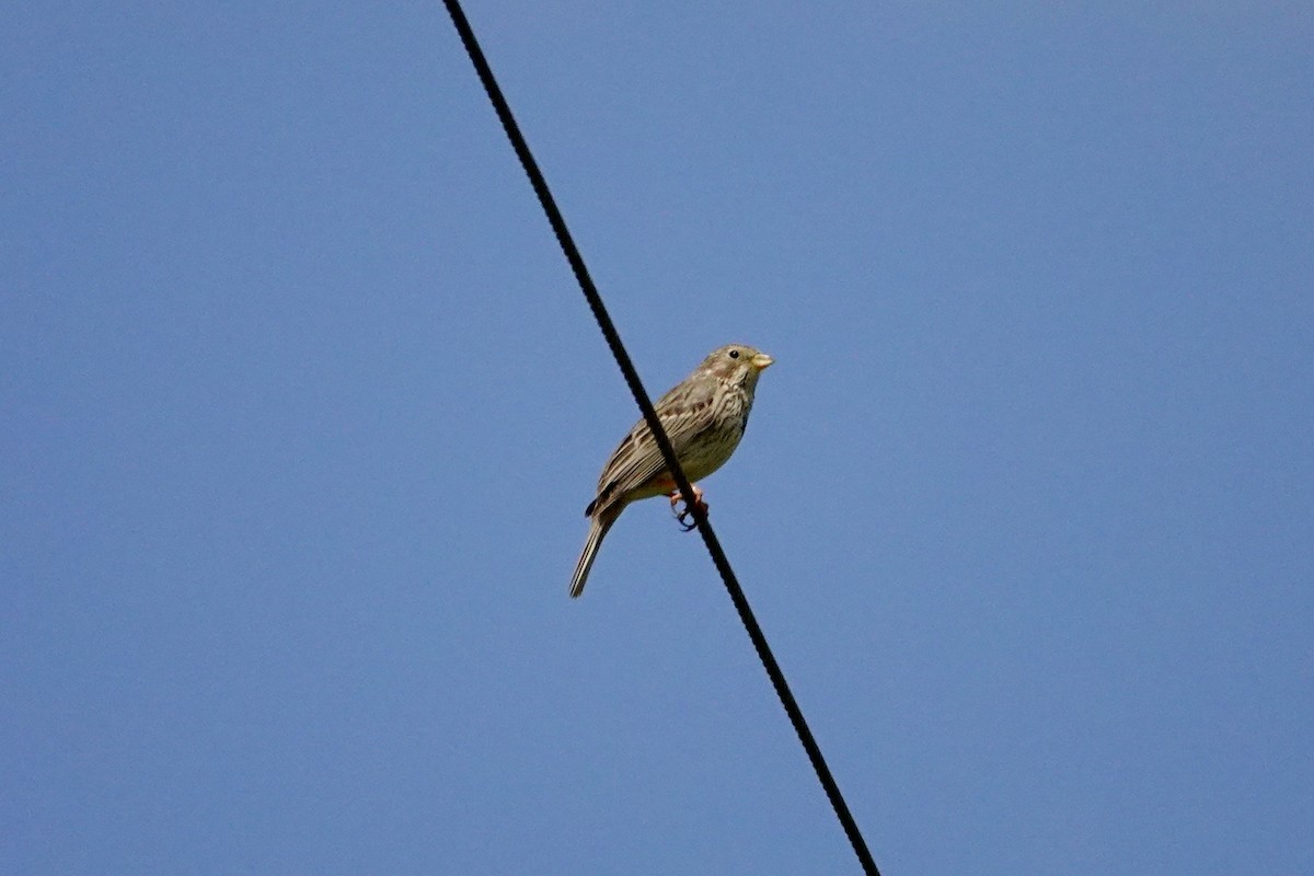 Corn Bunting - ML620699115