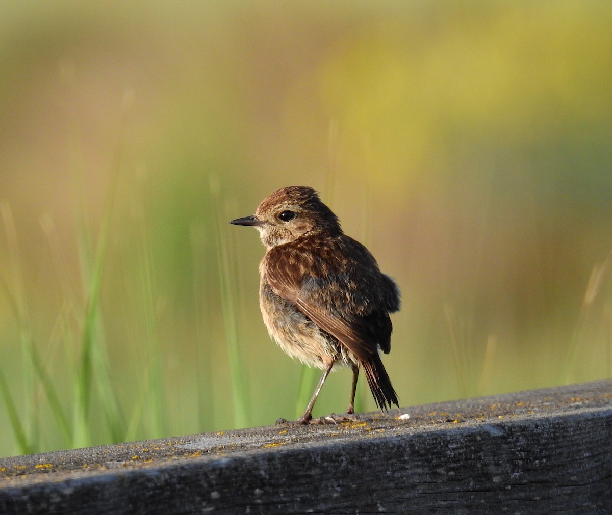 European Stonechat - Fernando T Rico