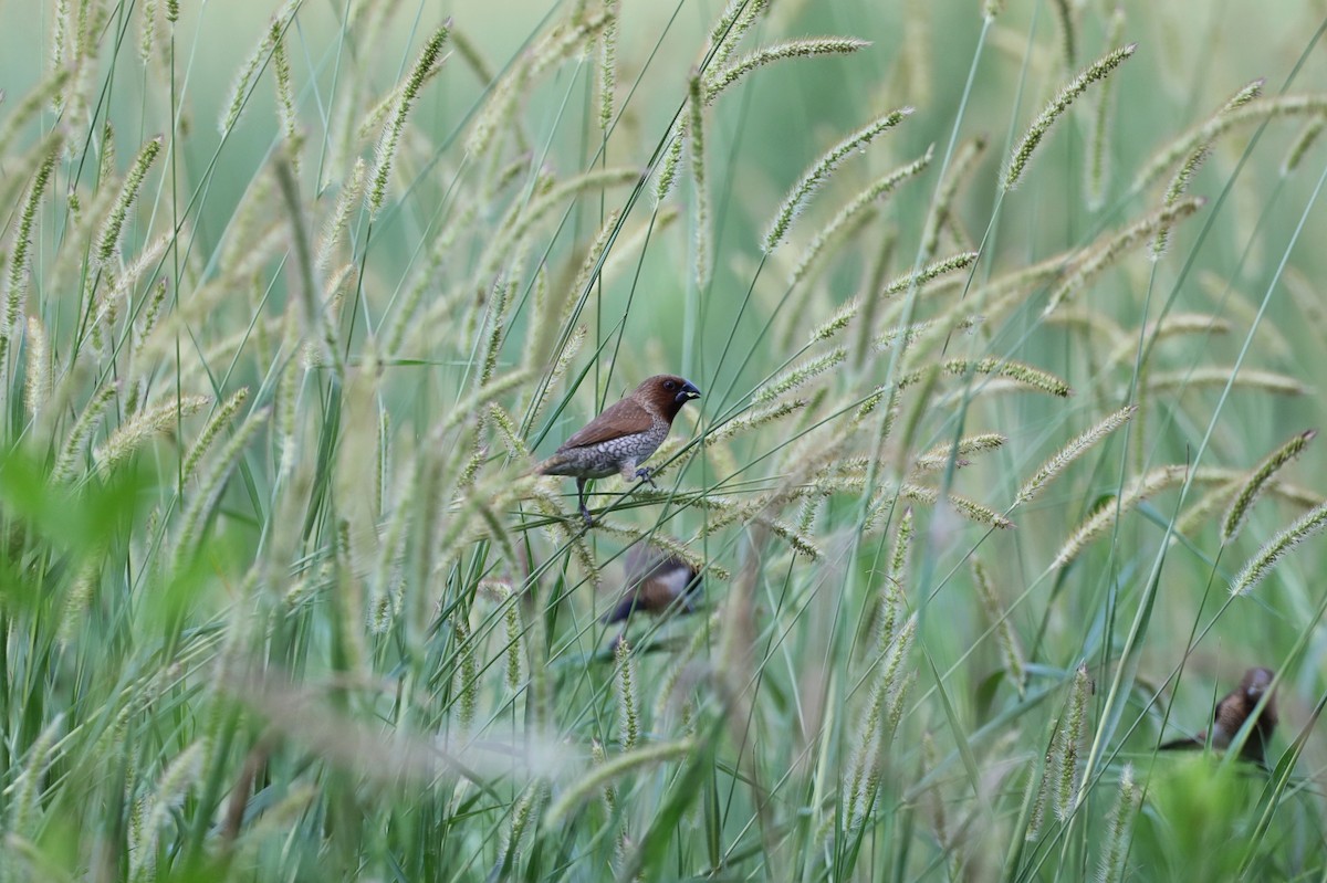 Scaly-breasted Munia - ML620699122