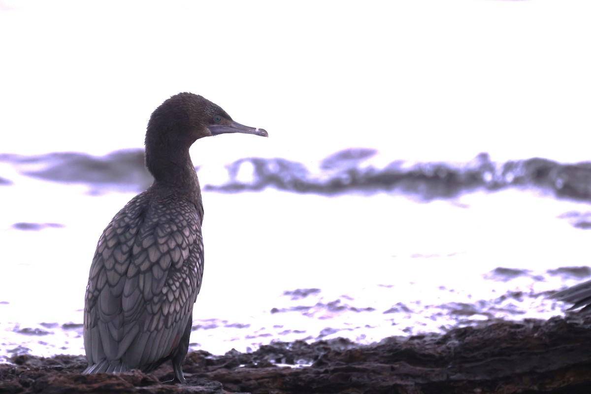 Little Black Cormorant - ML620699128