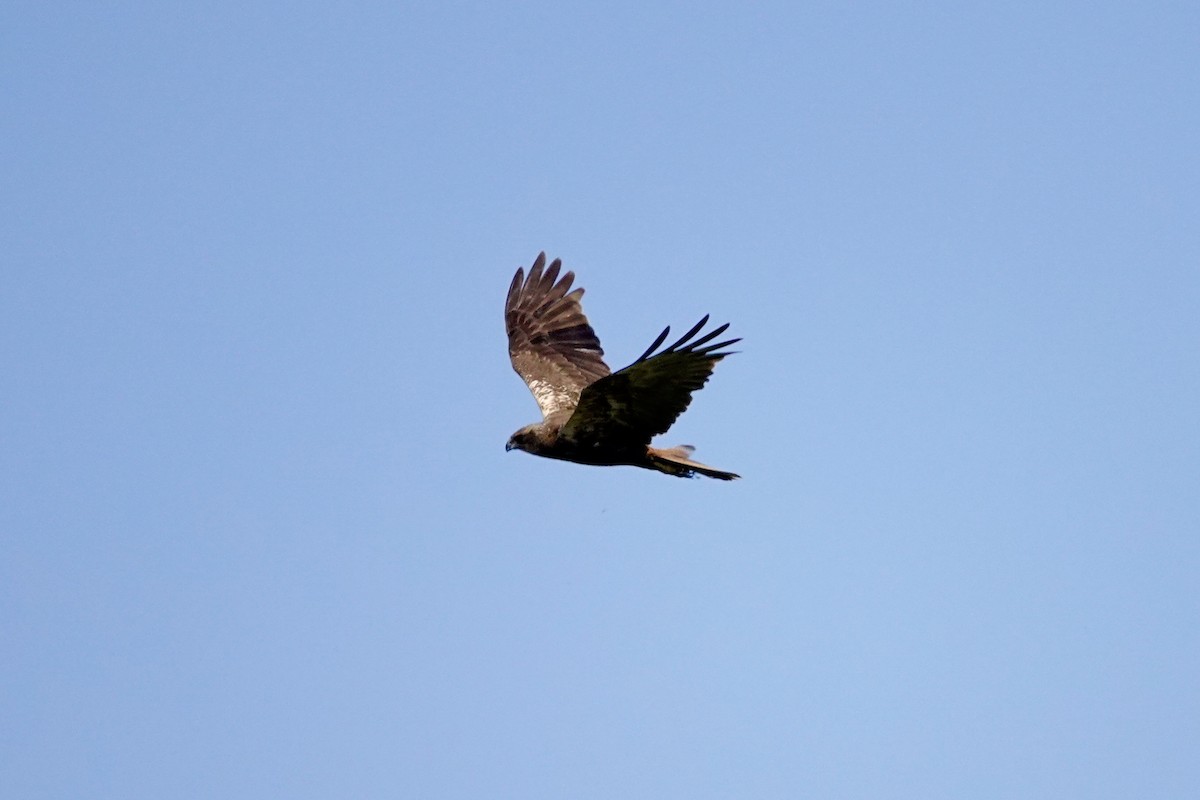 Western Marsh Harrier - ML620699136