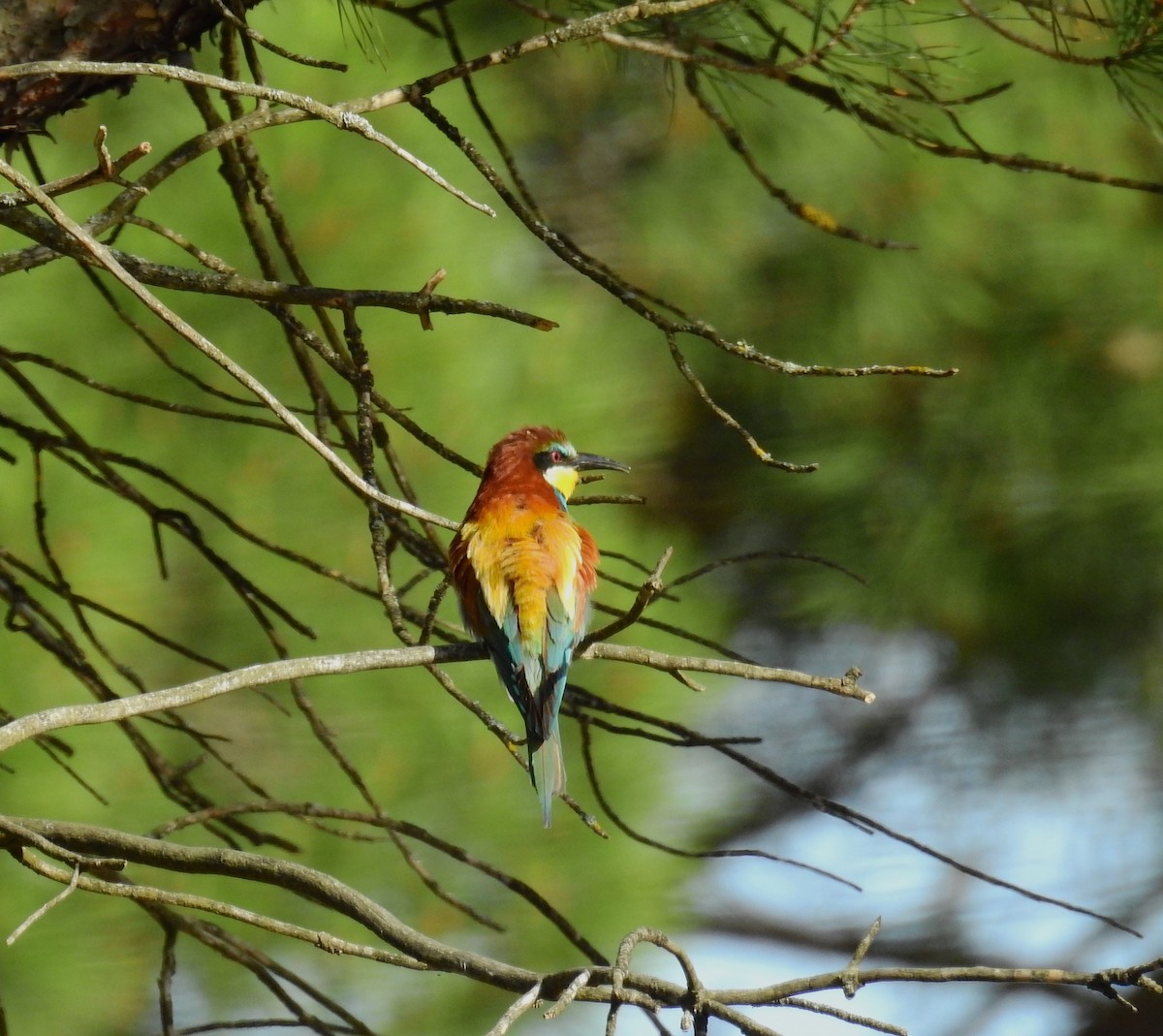 European Bee-eater - ML620699139