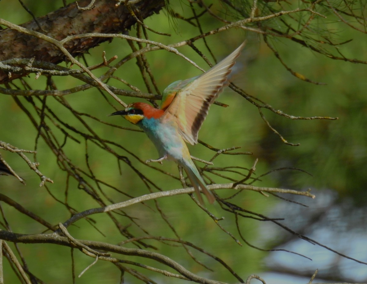 European Bee-eater - ML620699140