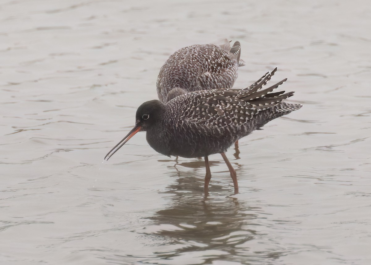 Spotted Redshank - ML620699141