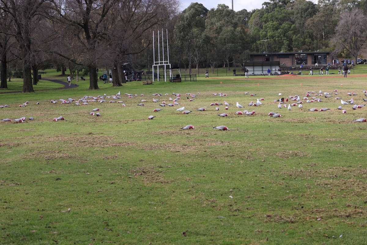 Cacatúa Galah - ML620699142