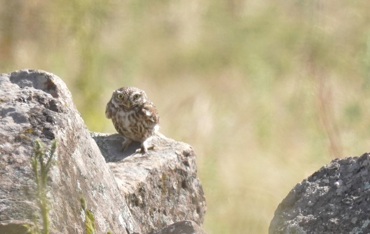 Little Owl - ML620699145