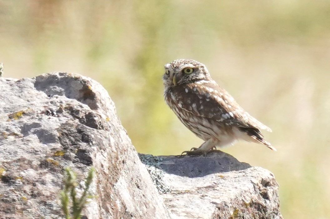 Little Owl - ML620699146